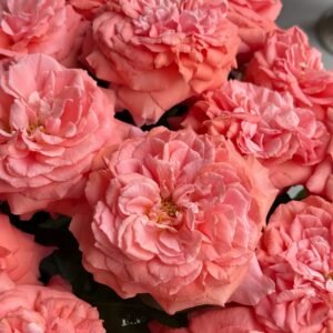 Amour de Molène Rose