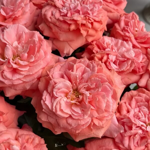 Amour de Molène Rose