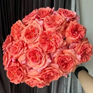 Amour de Molène Rose