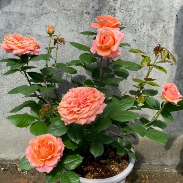 Amour de Molène Rose