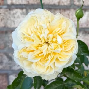 Antonia Garden Rose