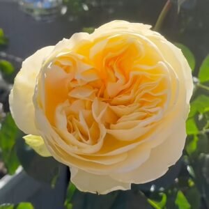 Antonia Garden Rose