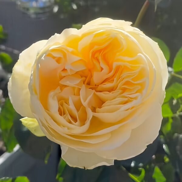 Antonia Garden Rose