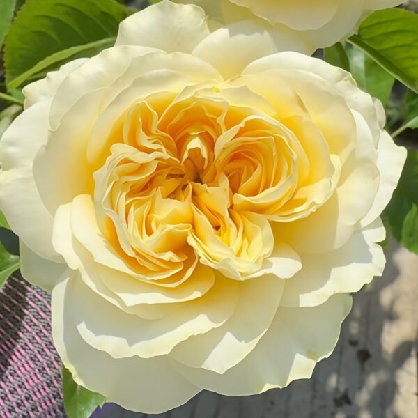 Antonia Garden Rose