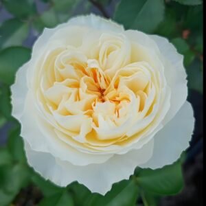 Antonia Garden Rose