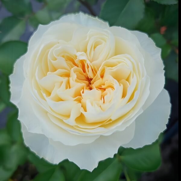 Antonia Garden Rose
