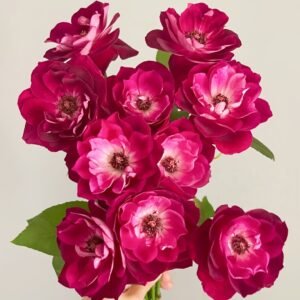 Burgundy lceberg Rose
