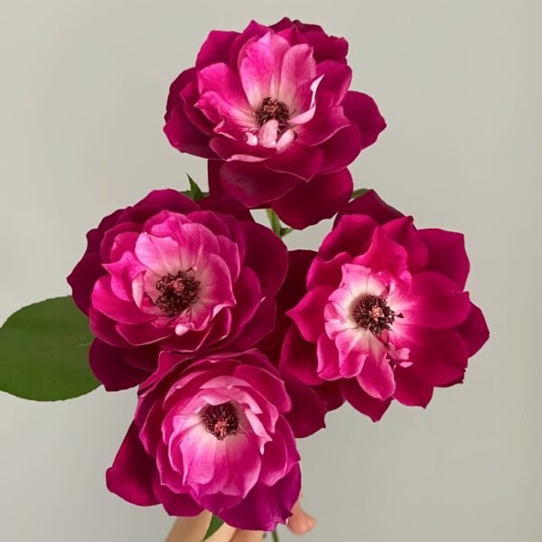 Burgundy lceberg Rose