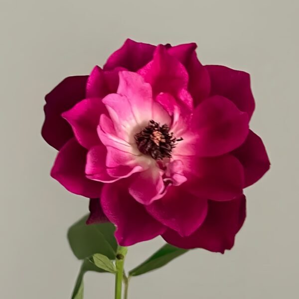 Burgundy lceberg Rose