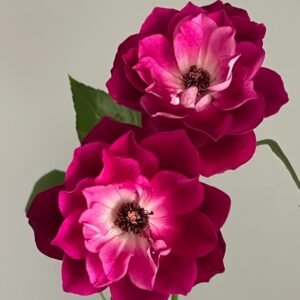Burgundy lceberg Rose