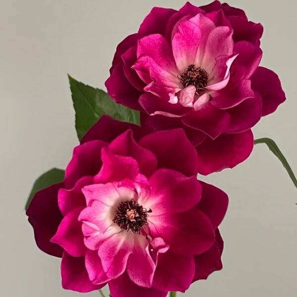 Burgundy lceberg Rose
