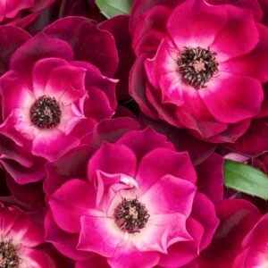 Burgundy lceberg Rose