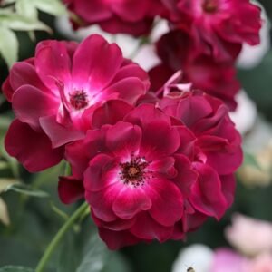 Burgundy lceberg Rose