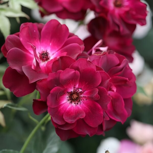 Burgundy lceberg Rose