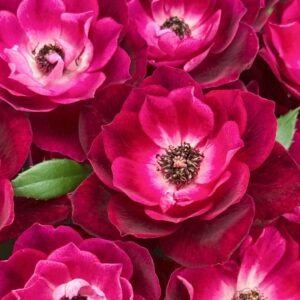 Burgundy lceberg Rose