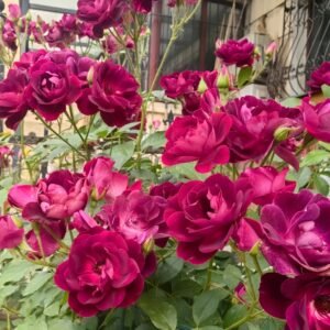Burgundy lceberg Rose