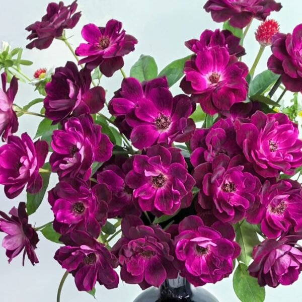 Burgundy lceberg Rose