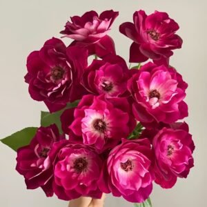 Burgundy lceberg Rose Plant|葡萄冰山 - 图片 10