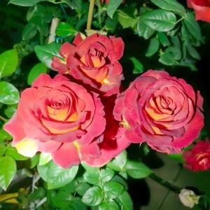 Café Del Mar Rose Plant｜咖啡德玛 - 图片 10