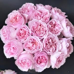 Chocolate Romantica Rose