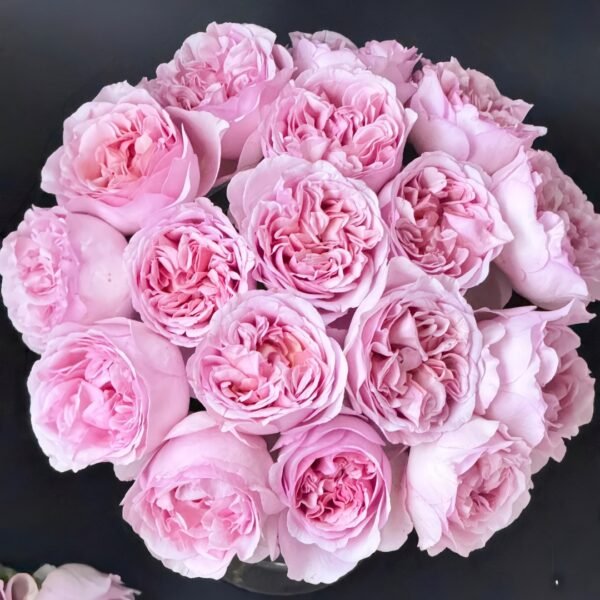 Chocolate Romantica Rose