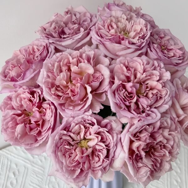 Chocolate Romantica Rose