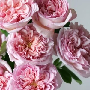 Chocolate Romantica Rose