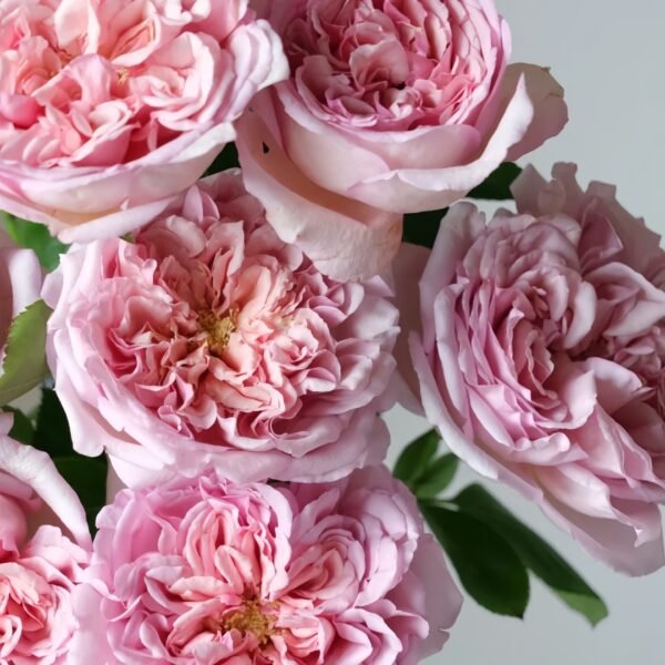 Chocolate Romantica Rose