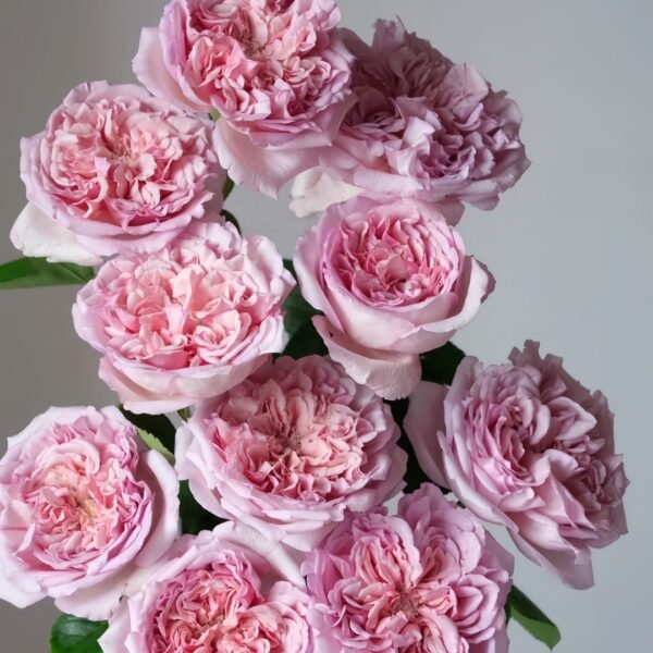 Chocolate Romantica Rose