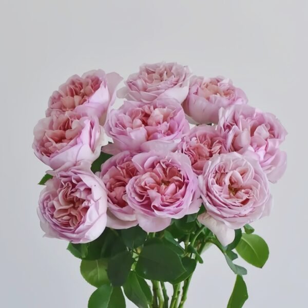 Chocolate Romantica Rose