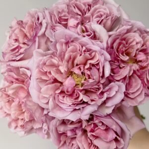 Chocolate Romantica Rose