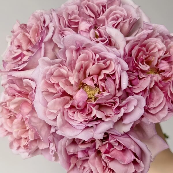 Chocolate Romantica Rose