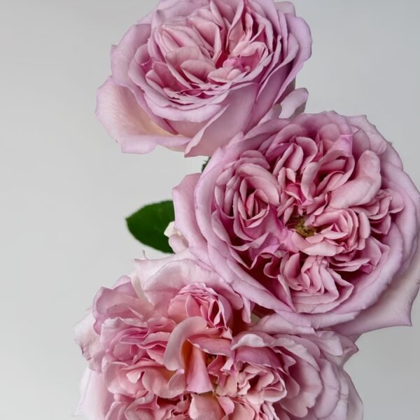 Chocolate Romantica Rose