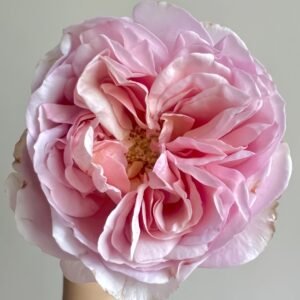 Chocolate Romantica Rose