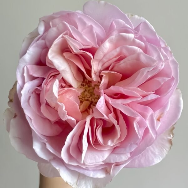 Chocolate Romantica Rose