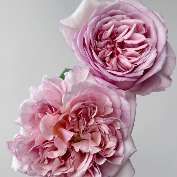 Chocolate Romantica Rose