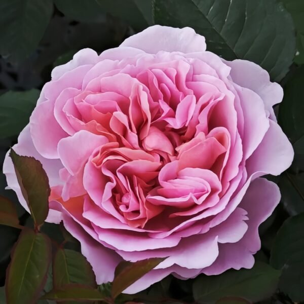 Chocolate Romantica Rose