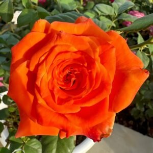 Copacabana Rose