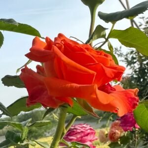 Copacabana Rose Plant｜卡巴酷吧拉 - 图片 8