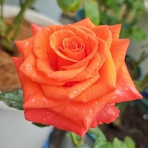 Dragon Tale Rose