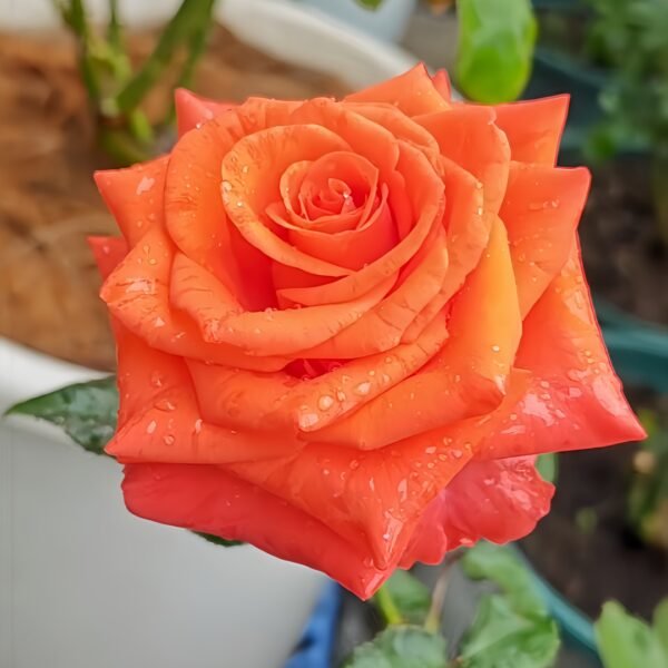 Dragon Tale Rose