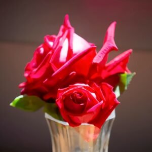 Ena Harkness Rose Plant|伊娜·哈克尼斯 - 图片 3