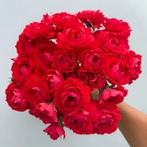 Ena Harkness Rose Plant|伊娜·哈克尼斯 - 图片 4