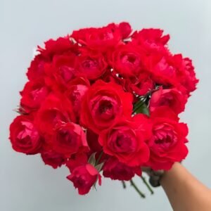 Ena Harkness Rose Plant|伊娜·哈克尼斯 - 图片 5