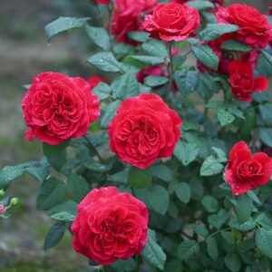 Femme fatale Rose Plant|蛇蝎美人 - 图片 10