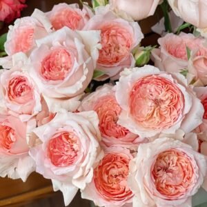Flow Rose Plant｜涌流 - 图片 10