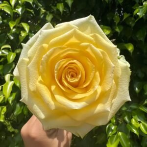 Gold Strike Rose