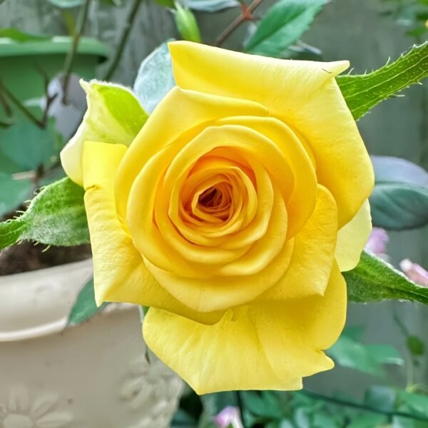 Gold Strike Rose