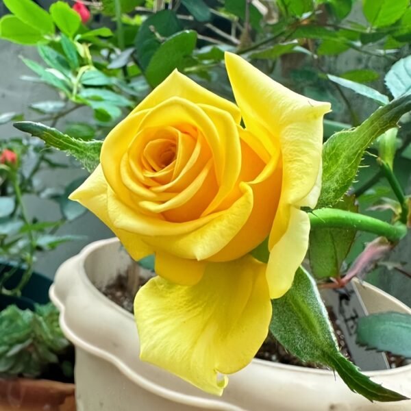 Gold Strike Rose