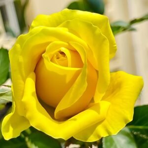 Gold Strike Rose